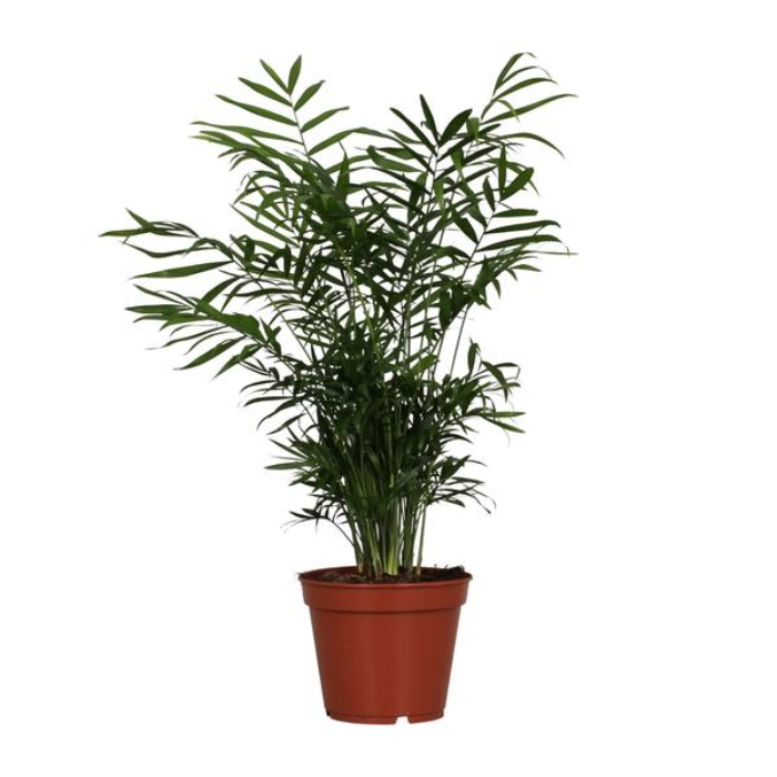 chamaedorea-elegans-h60-p17