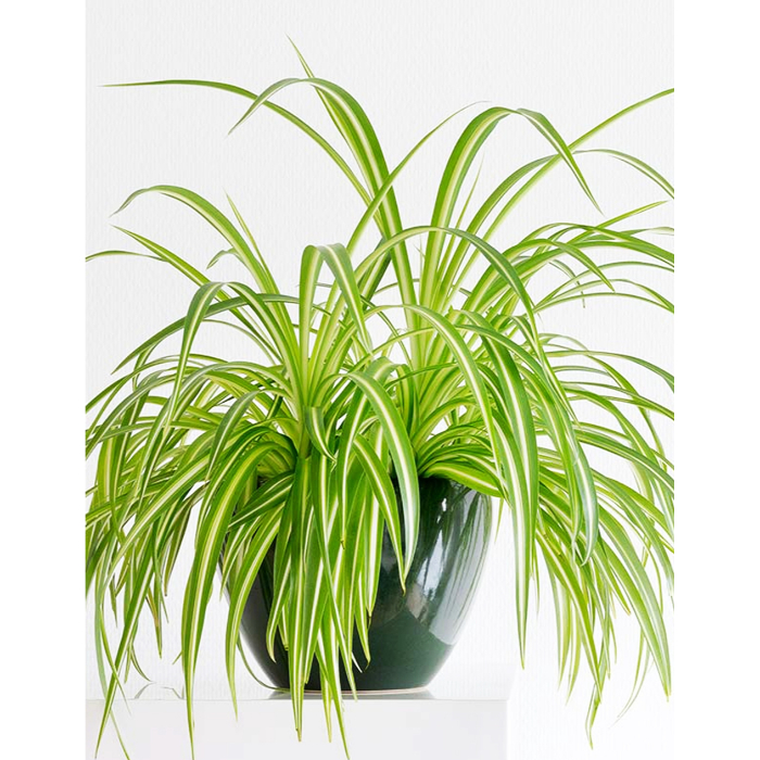 chlorophytum-comosum-variegatum-h25-p12