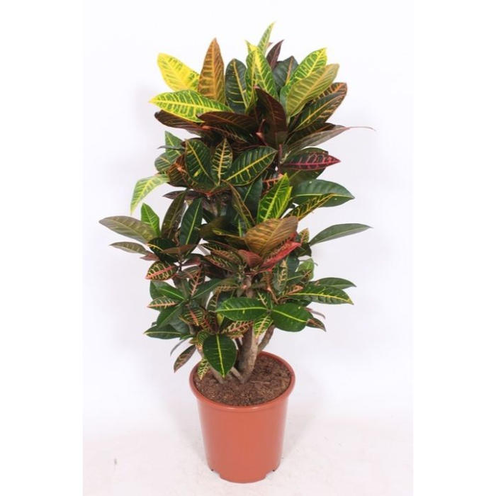 codiaeum-variegatum-petra-h50-p17