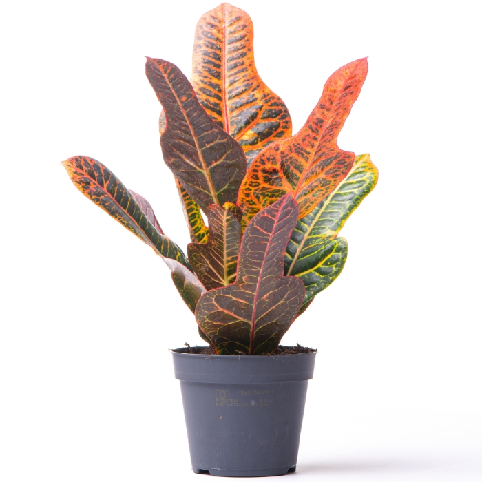 codiaeum-variegatum-excellent-h60-p17