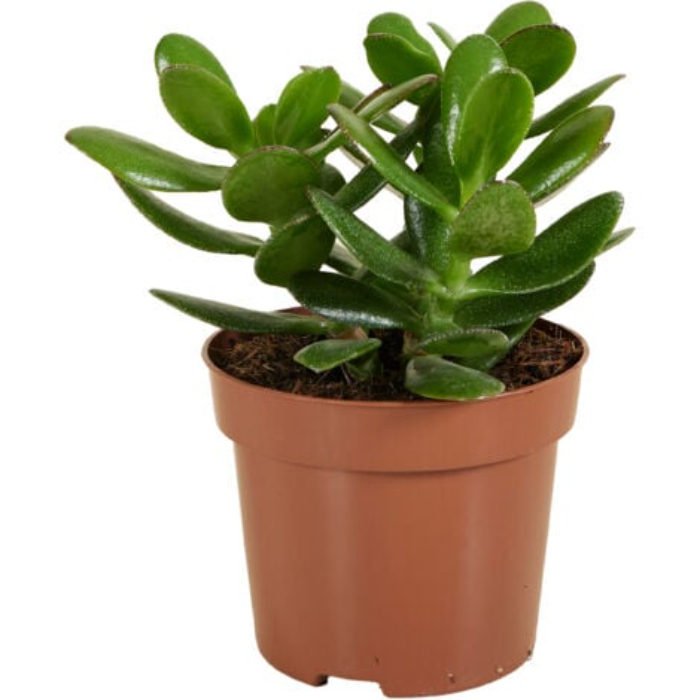 crassula-ovata-w12