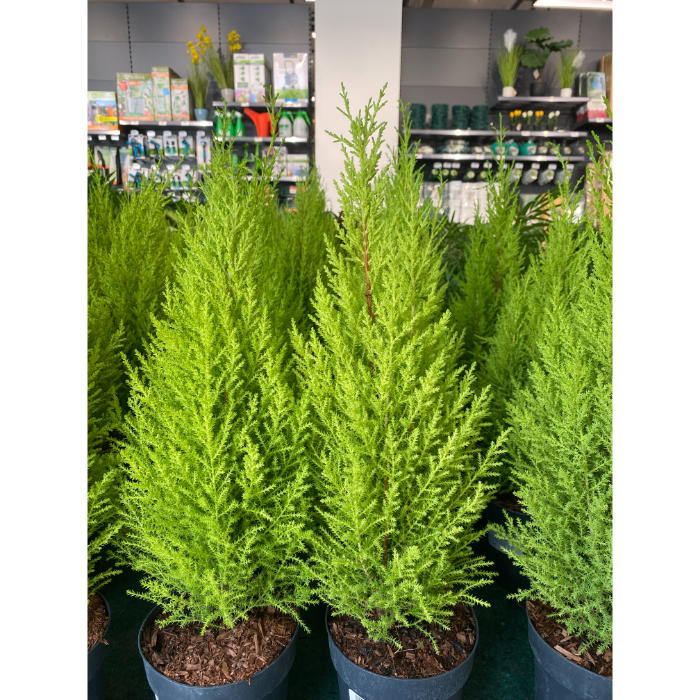 cupressus-macrocarpa-goldcrest-wilma