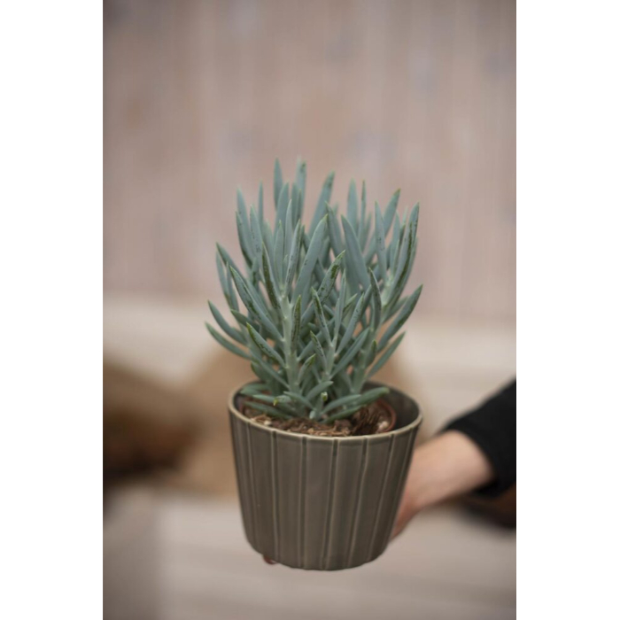 curio-ficoides-mount-everest-h25-w12