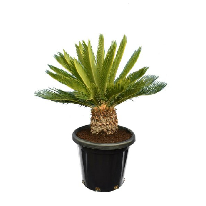 cycas-revoluta-w24-cm