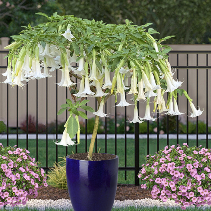 datura-versicolor-w18-cm