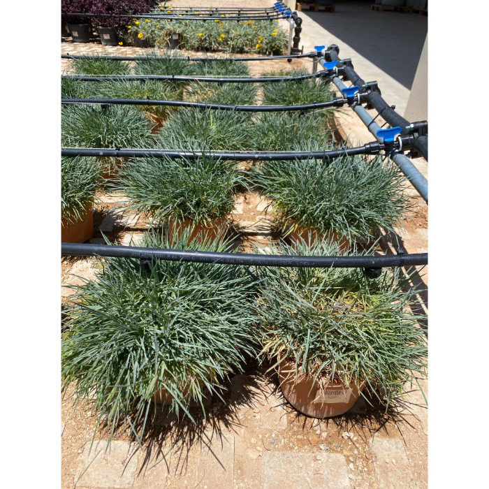 dianthus-corsica-w18-cm