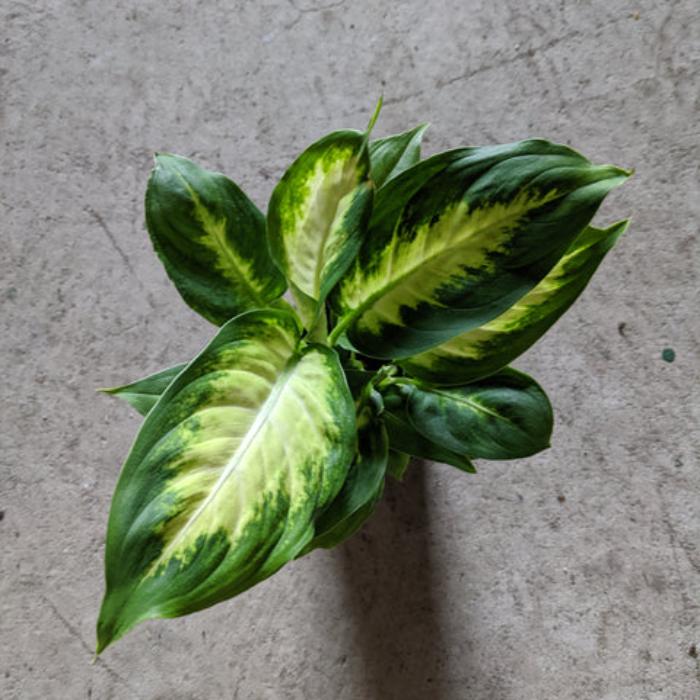 dieffenbachia-camilla-h50-p17