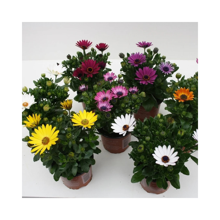 dimorphotheca-w14-cm