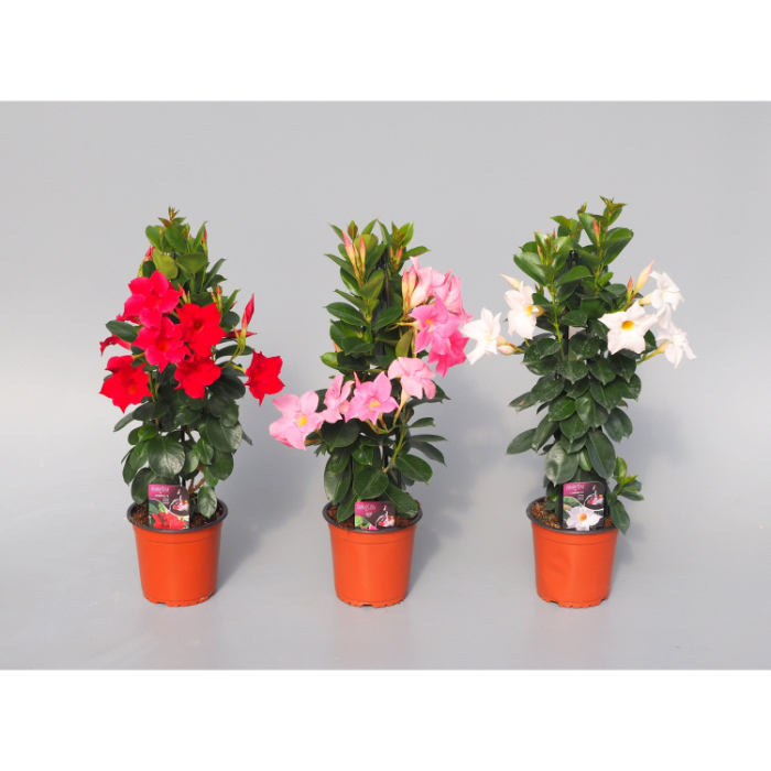 dipladenia-w14-cm