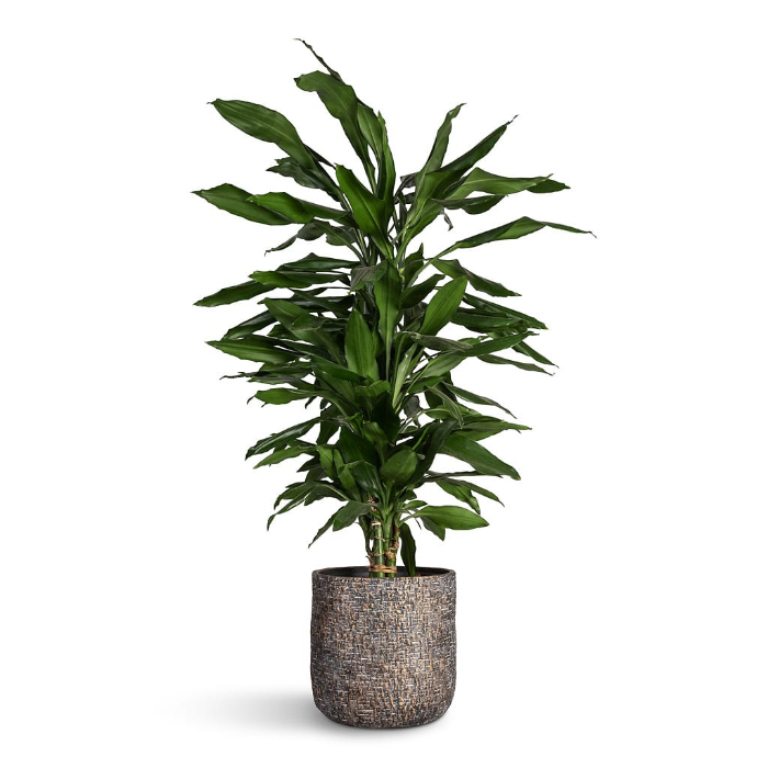 dracaena-fragrans-janet-lind-h80-p21