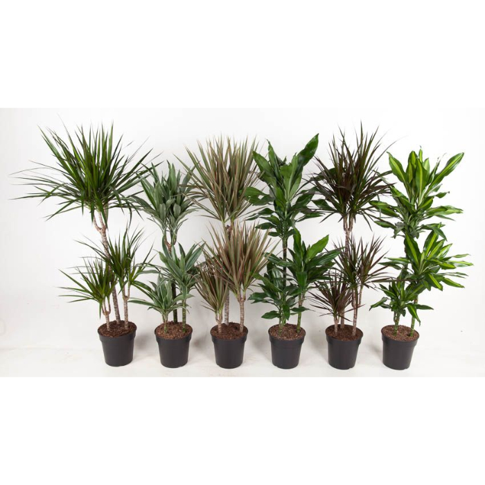dracaena-mixed-trolley-h100-p19