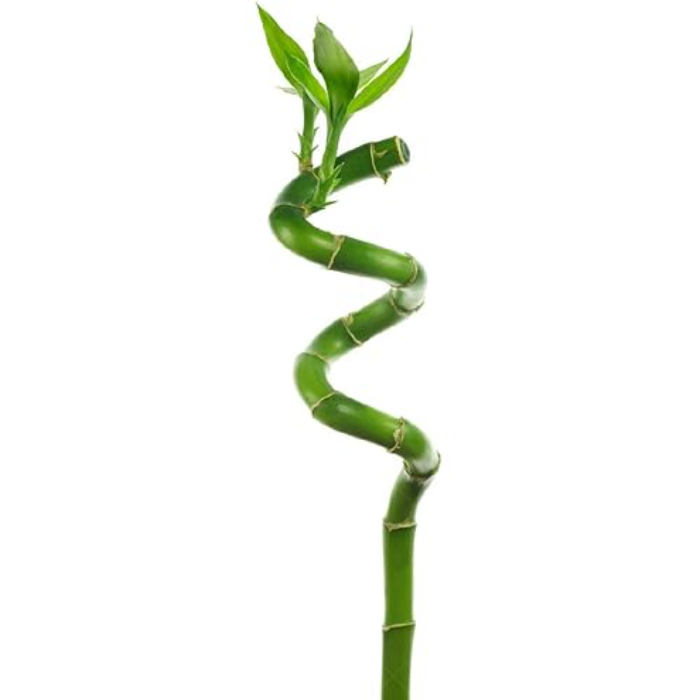 dracaena-sanderiana-lucky-bamboo-40cm-spiral-h70-w5