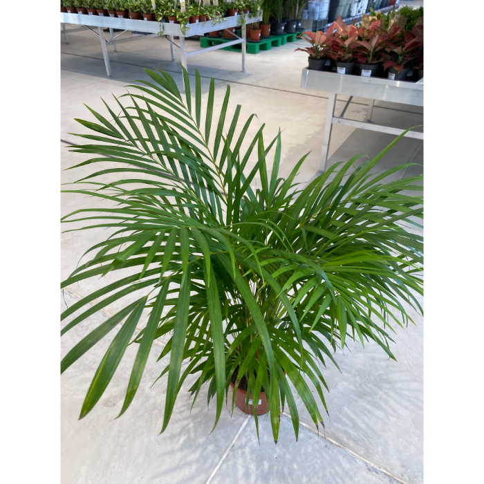 dypsis-lutescens-areca-palm-h110-p21