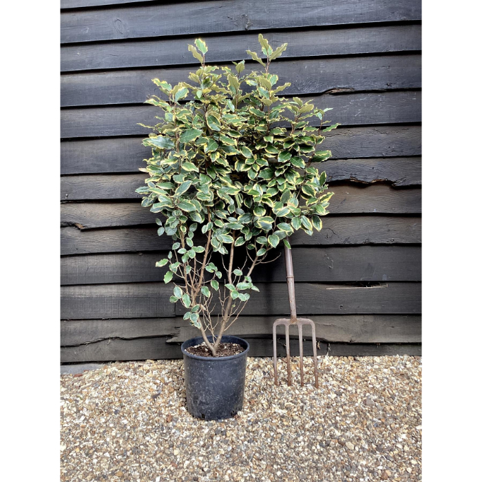 elaeagnus-ebbingei-mixed-w18-cm