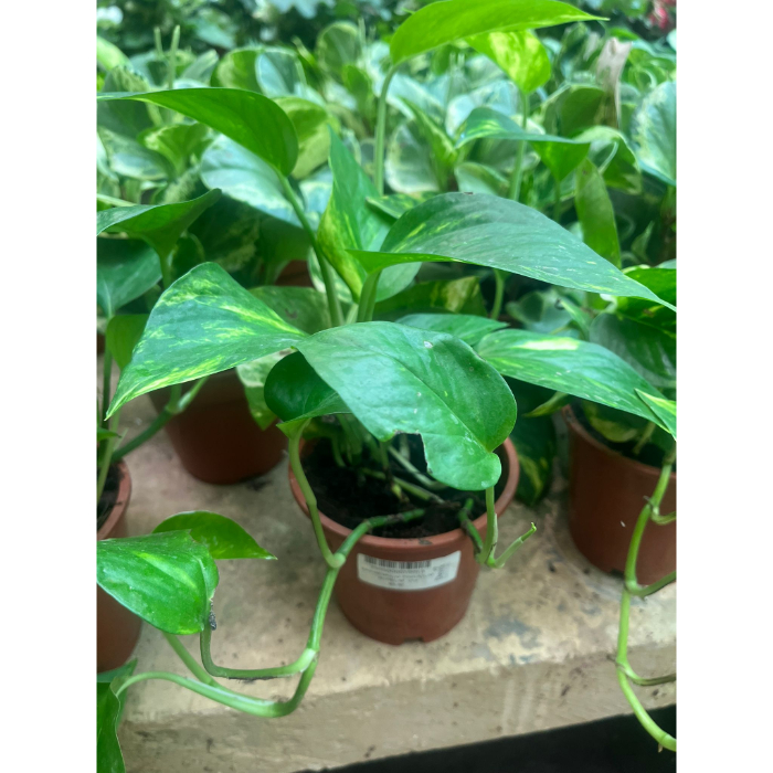 epipremnum-pinnatum-mix