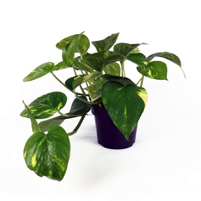 epipremnum-pinnatum-aureum-h20-p12