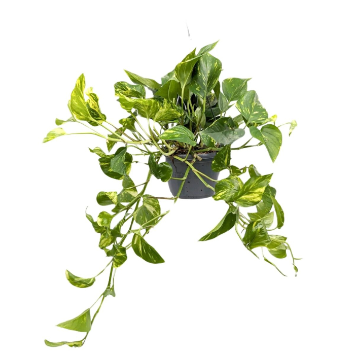 epipremnum-pinnatum-hanging-plant-h40-p15