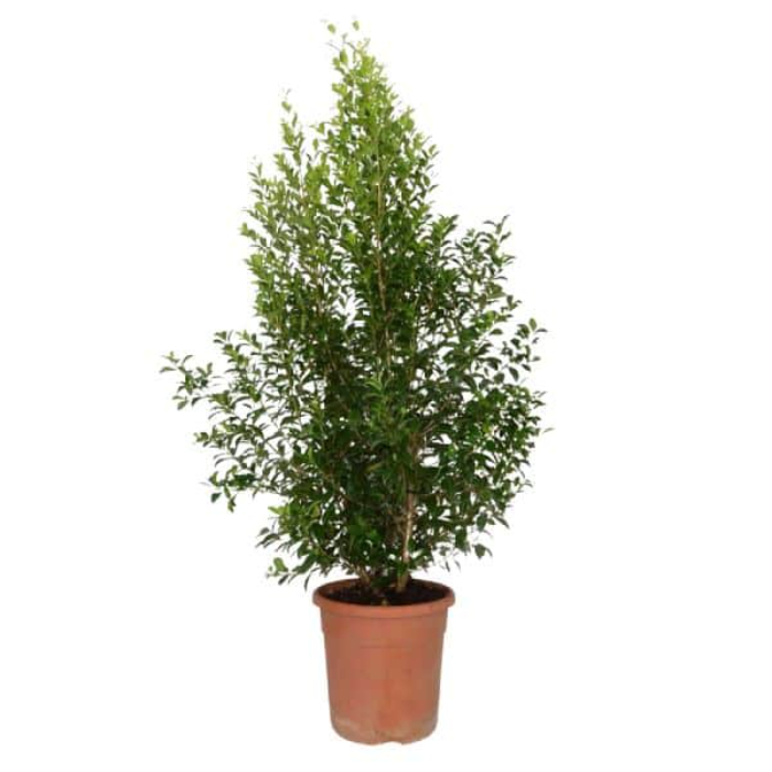 eugenia-myrtle-newport-w24-cm