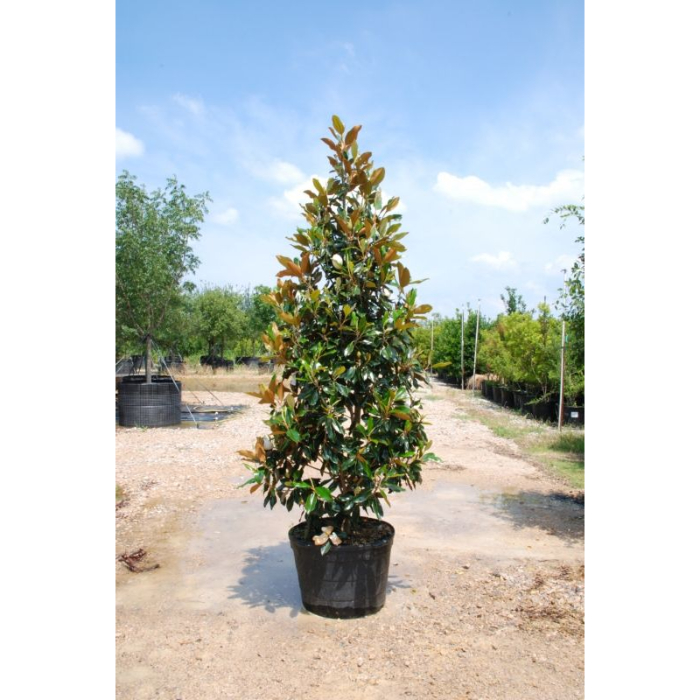 eugenia-myrtle-newport-w35-cm-tree