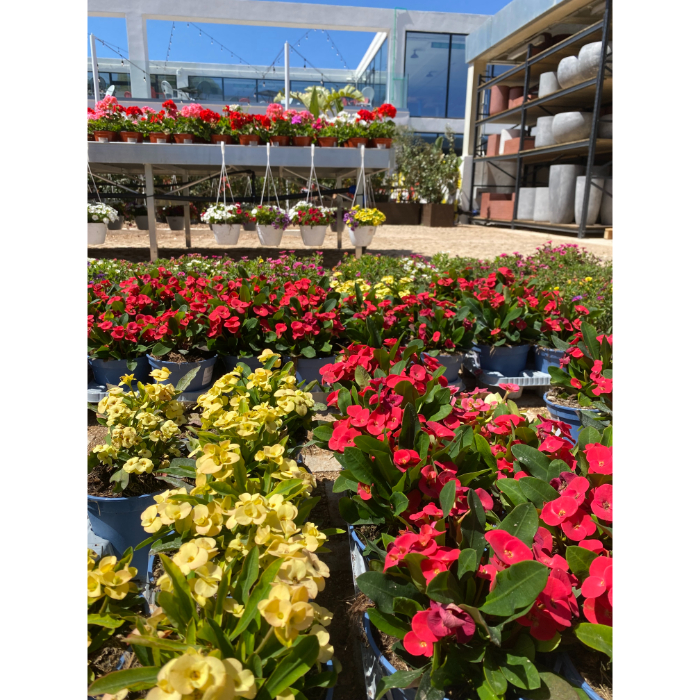 euphorbia-h14