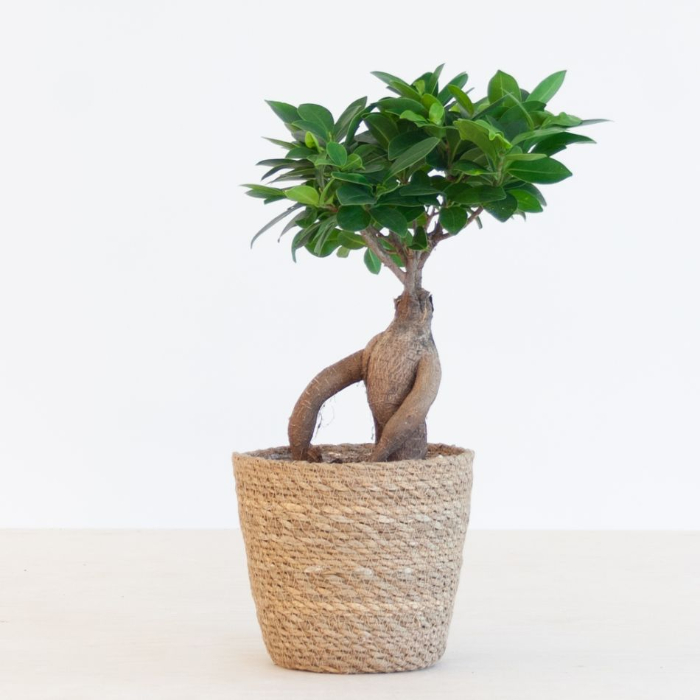 ficus-micr-ginseng-h30-w12