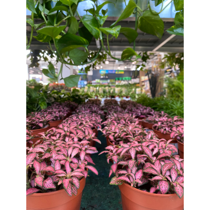 fittonia-mosaic-pink