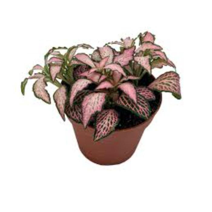 fittonia-mosaic-pink-h12-p5