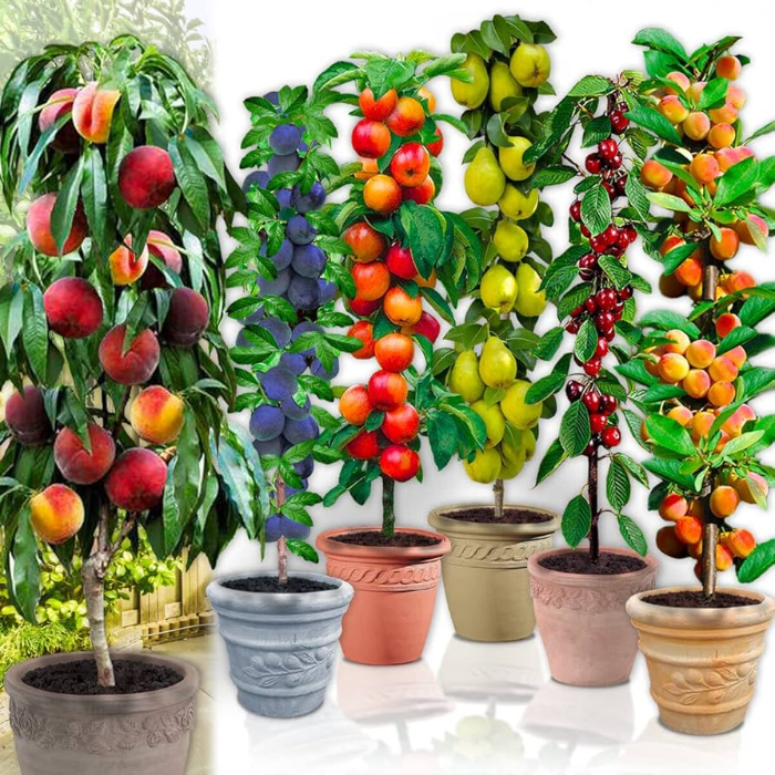 fruttifieri-w18-cm-tree