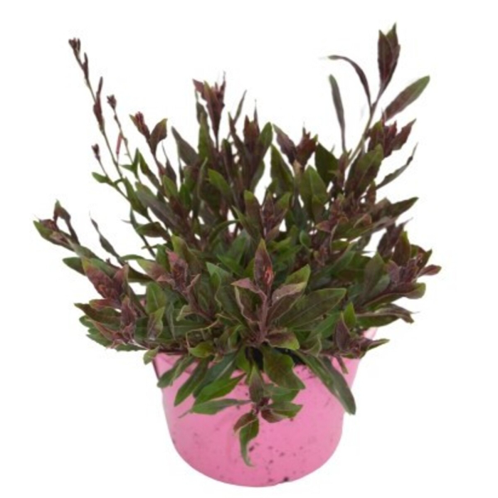 gaura-mixed-w18-cm