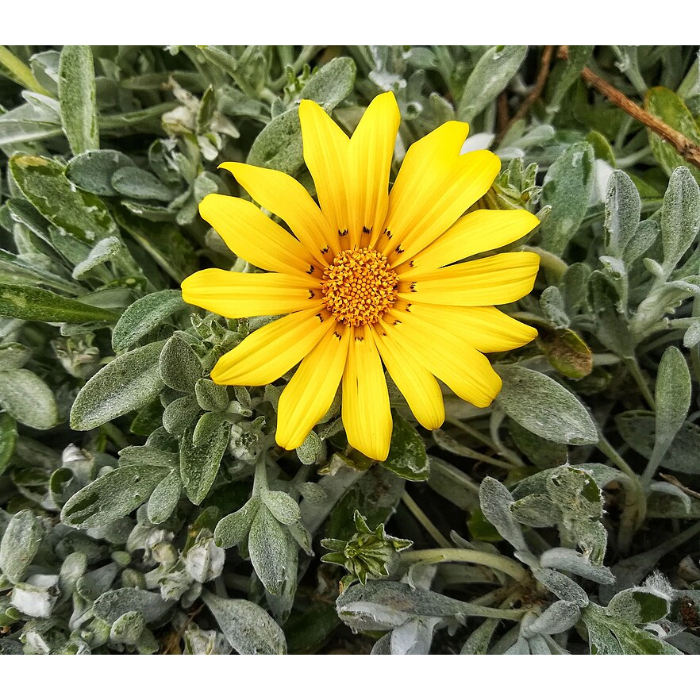 gazania-maritime-w18-cm