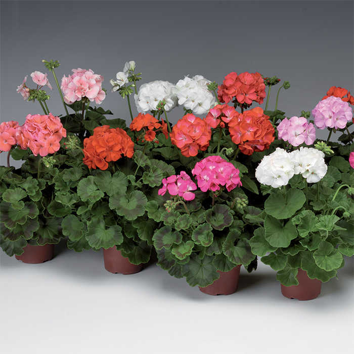 geranium-w14-cm
