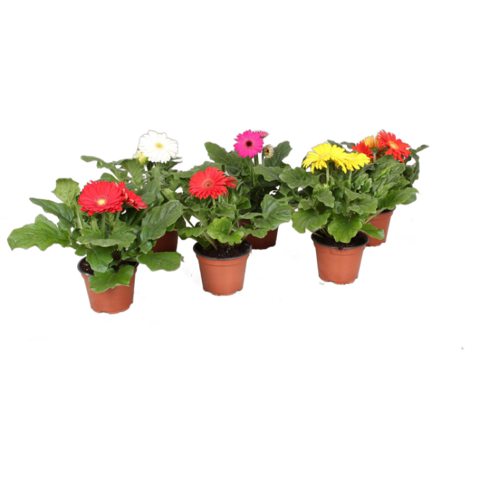 gerbera-w14-cm