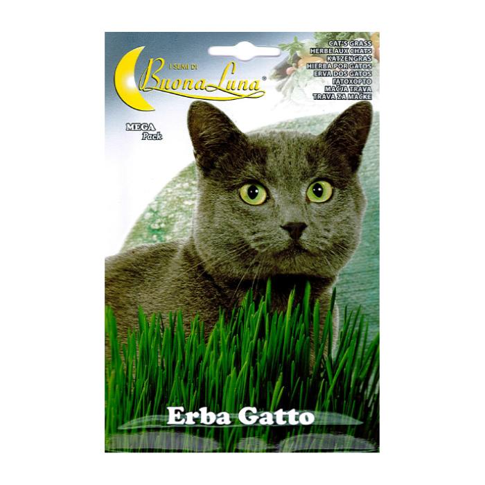 erba-gatto-seeds