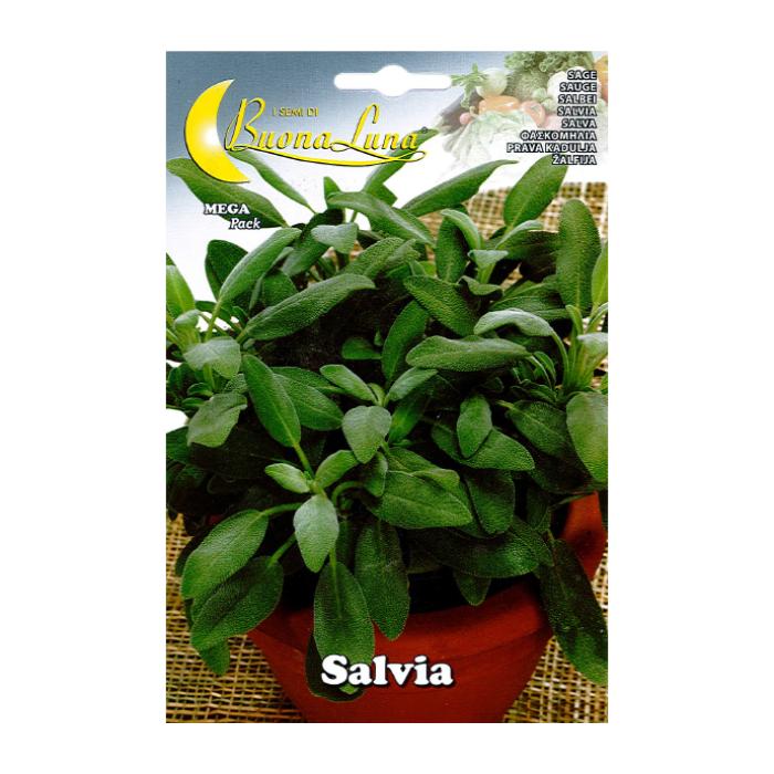 salvia-seeds