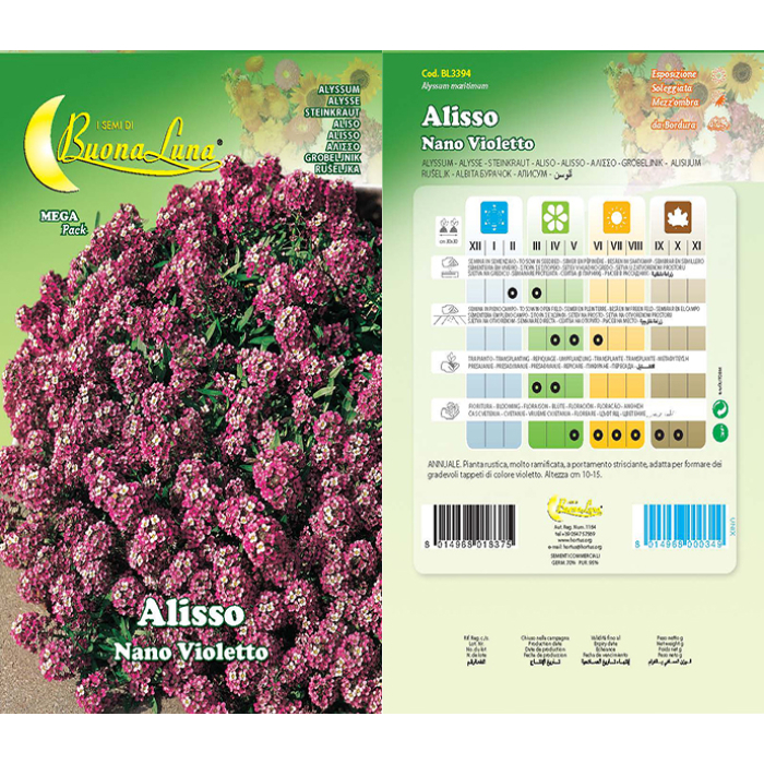 alisso-nano-violetto-seeds