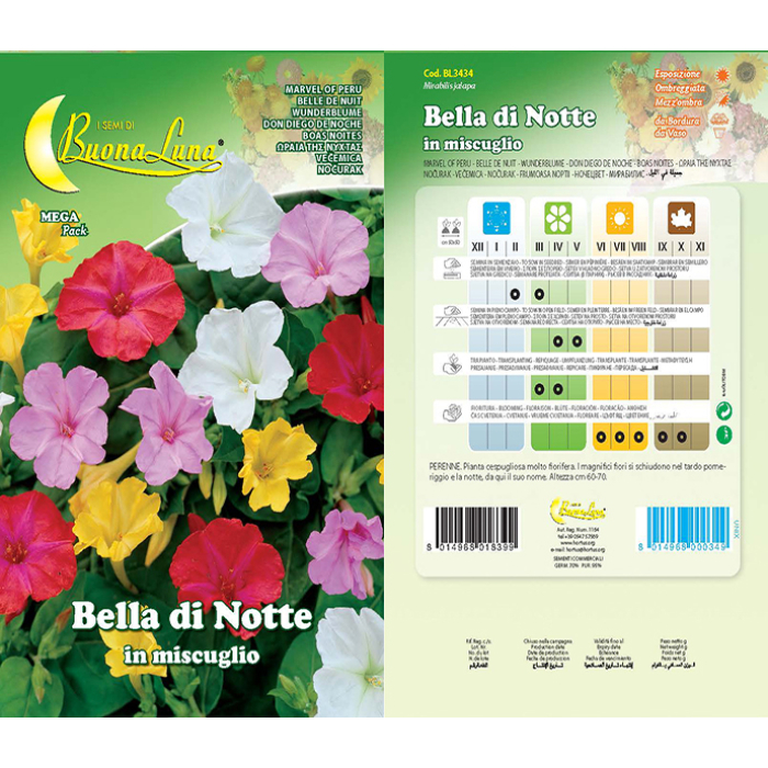 bella-di-notte