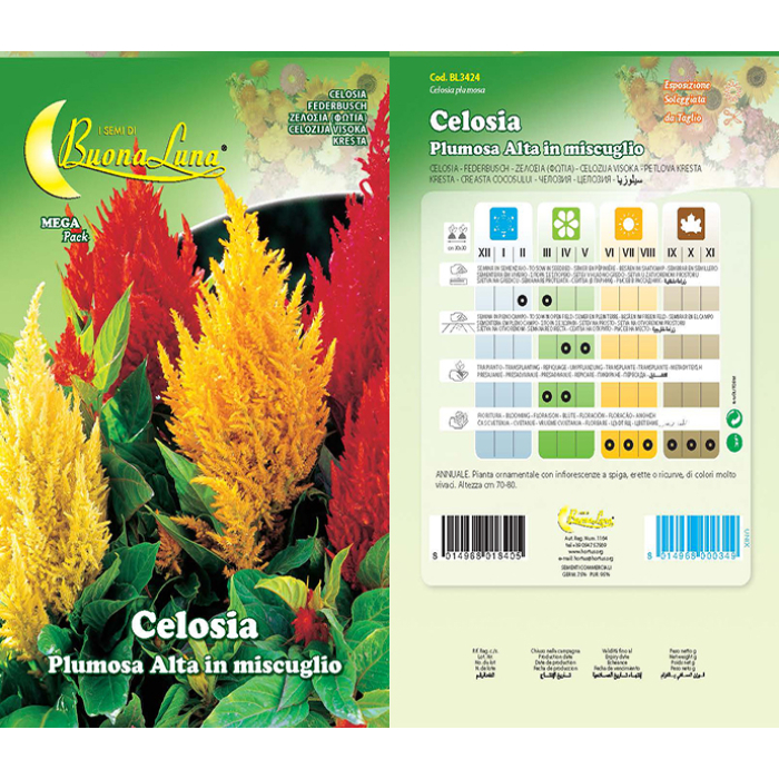 celosia-plumosa-alta