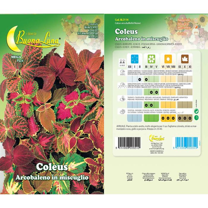 coleus-arcobaleno-mix-3114