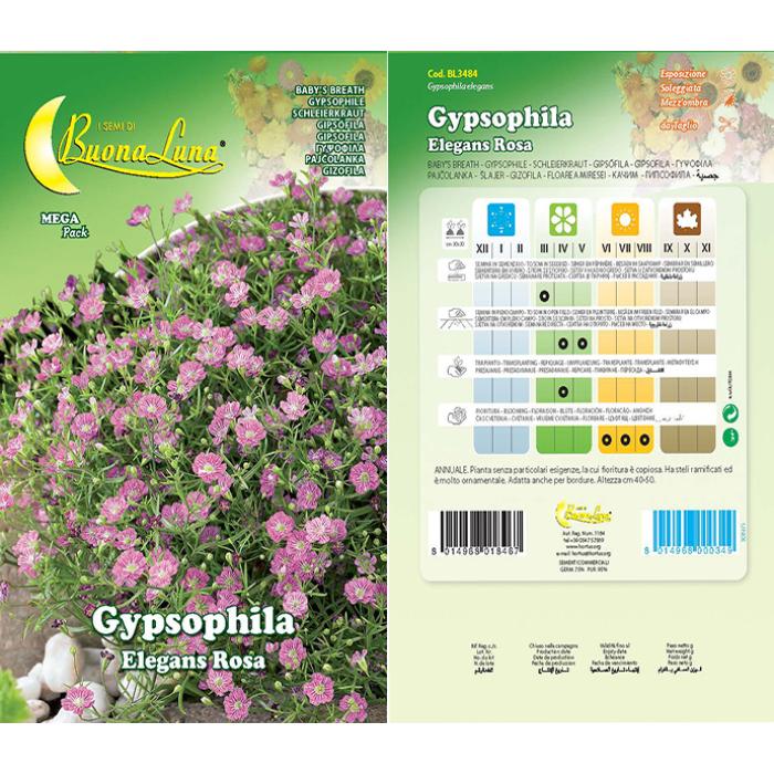 gypsophila-rosa-3484