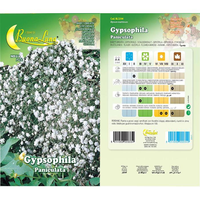 gypsofila-paniculata-perenne-doppia-3204