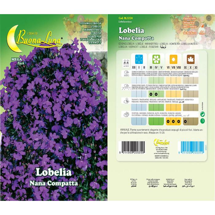 lobelia-nana-compatta-3224