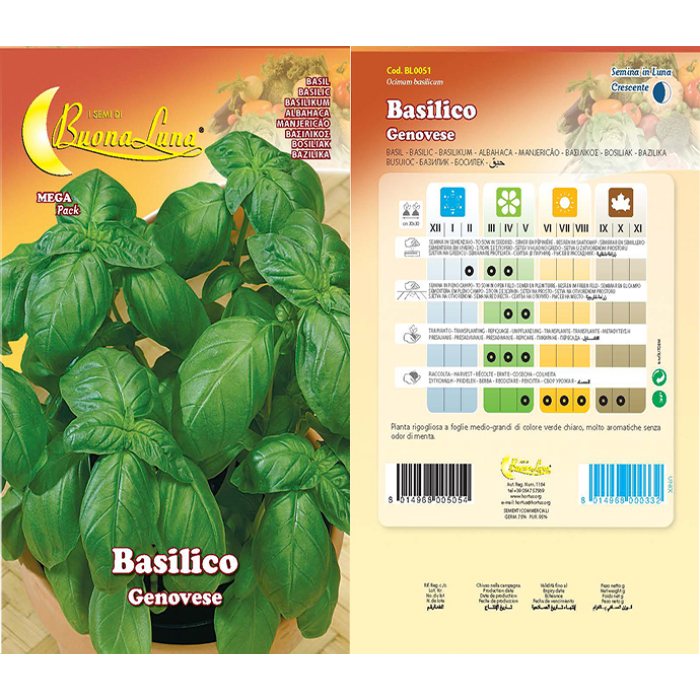 basilico-italiano-classico