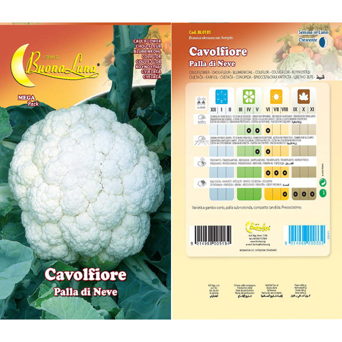 cavolfiore-palla-di-neve