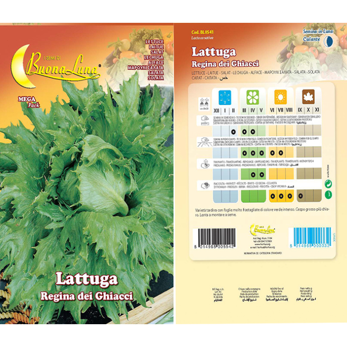 lattuga-regina-dei-ghiacci