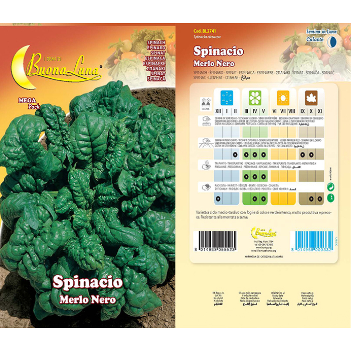 spinacio-merlo-nero