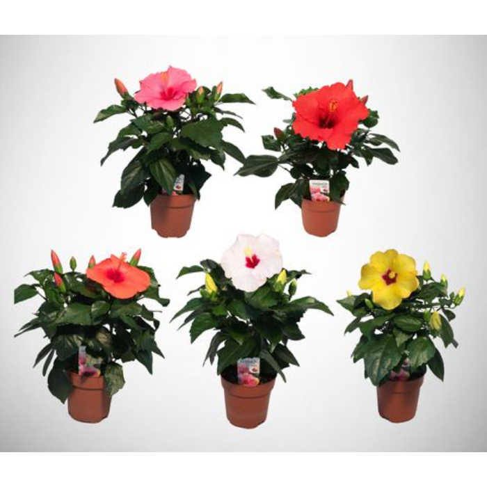 hibiscus-rosa-sinensis-w18-cm