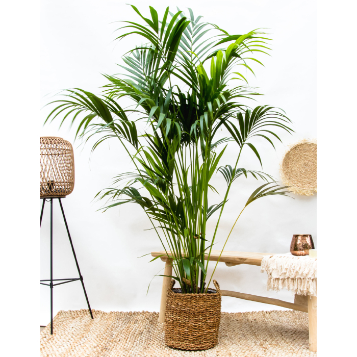 howea-forsteriana-kentia-v24