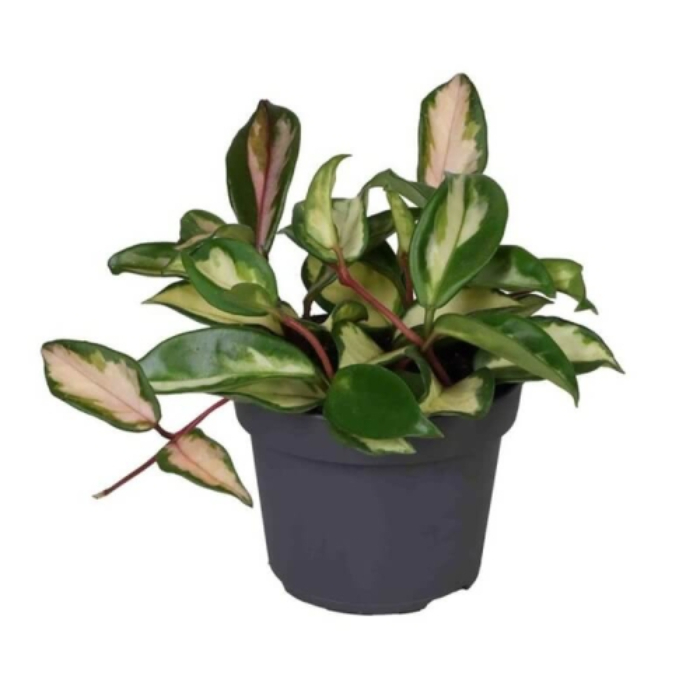 hoya-carnosa-tricolor-p12