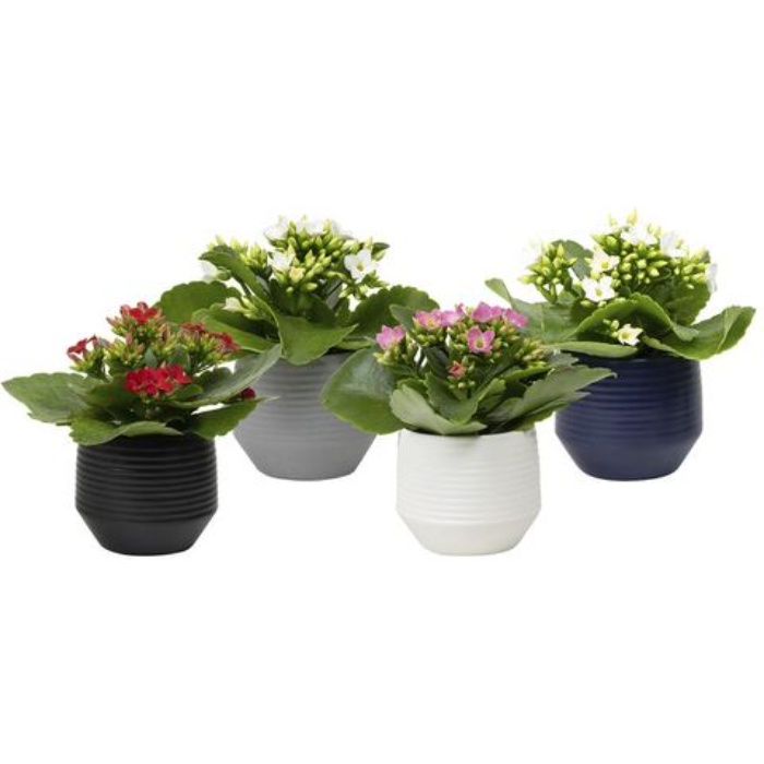 kalanchoe-blossfeldiana-mix-h23-p510