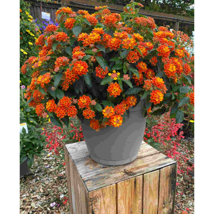 lantana-camara-w18-cm